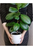 Kauçuk Ağacı Ficus Elastica Seramik Saksıda thumbnail 1