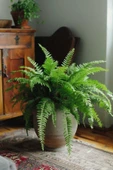 Aşk Merdiveni Bitkisi / Nephrolepis Exeltata / 30-50 Cm / Salon Eğreltisi / Sevilen Bitki thumbnail 1