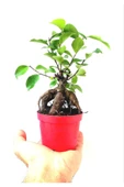 Ficus Ginseng Bonsai 8,5 Saksıda thumbnail 1