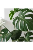 Deve Tabanı Büyük Boy Monstera Deliciosa 2 thumbnail 4