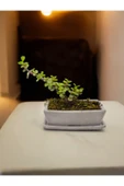 Tabaklı Taş Saksılı Afra Bonsai Yeşim Ağacı thumbnail 3