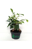 Ficus Bonsai Bitkisi 30 Cm thumbnail 1