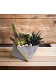 Dekoratif beton saksıda Kaktüs Aranjman thumbnail 1