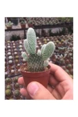 KAKTÜS ( TAVŞAN KULAĞI ) thumbnail 3