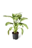 Dieffenbachia Tropic Snow - Yeşil Güzeli - Ev Ofis Salon Iç Mekan Bitkisi - Ø:21 Cm - H:80 Cm thumbnail 1