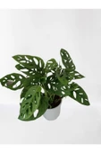 Monstera Adansonii - Monstera Monkey - Monstera - Deve Tabanı thumbnail 4