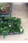 Gardenya Bitkisi (gardenia Jasminoides ) thumbnail 5