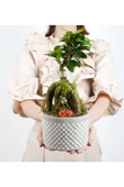 Babil Gb Saksıda Ficus Gienseng Bonsai thumbnail 2