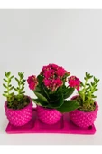 Trio Model Beton Saksıda Kalanchoe Ile Sukulent thumbnail 1
