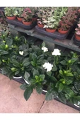 Gardenya Bitkisi (gardenia Jasminoides ) thumbnail 4