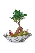 Taş Saksıda Ficus Bonsai thumbnail 1