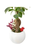 Beyaz Beton Neptün Saksıda Mini Ficus Ginseng Bonsai thumbnail 2
