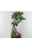 Ficus Ginseng Bonsai Siyah Yuts Beton Saksıda Hediyelik Canlı Çiçek thumbnail 4