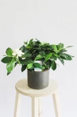 Gardenia Jasminoides - Gardenya thumbnail 1