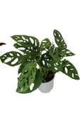 Monstera Adansonii - Monstera Monkey - Monstera - Deve Tabanı thumbnail 1