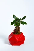 Geo Serisi Red Ficus Bonsai thumbnail 1
