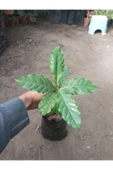Kahve Fidesi (coffea Arabica) Kahve Bitkisi - 2