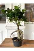 Ficus Bonsai Kauçuk Minyatür Ağaç 35-40 Cm - 1