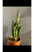 Euphorbia Trigona Green thumbnail 2