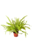 Nephrolepsis Fujer - Aşk Merdiveni - Ev Ofis Salon Iç Mekan Bitkisi - Ø:12 Cm - H:30 Cm thumbnail 1
