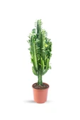 Euphorbia Trigona (süt Ağacı) - 1