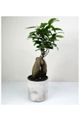 Bonsai Ficus Ginseng Beyaz Seramik Saksılı thumbnail 1