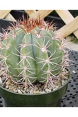 12 cm çap Melo kaktüs Melocactus Matanzanus thumbnail 2