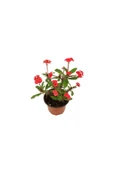 Euphorbia Milli Dikenler Tacı Kırmızı Çiçekli 20cm Iç Mekan Dekoratif Bitki thumbnail 2