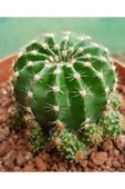 Kaynana Topuzu Kaktüs - Echinopsis Oxygona 9 Cm Saksıda - 1