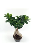 Bonsai thumbnail 1