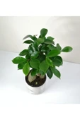 Bonsai Ficus Ginseng Beyaz Seramik Saksılı thumbnail 3