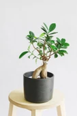 Ficus Ginseng Bonsai thumbnail 1