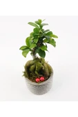 Babil Gb Saksıda Ficus Gienseng Bonsai thumbnail 3