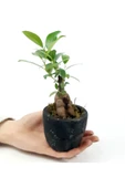Para Desenli Siyah Saksıda Ficus Bonsai Bitkisi - 3