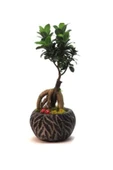 Ficus Ginseng Bonsai & Siyah Vane Beton Saksıda Hediyelik Canlı Çiçek thumbnail 1