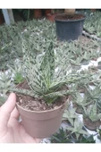Aloe Variegata - Aloe Vera - 12 Cm Saksıda thumbnail 1