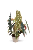 Begonia Maculata  Çilli Begonya  Ev Ofis Salon Iç Mekan Bitkisi -:14 Cm  H:30 Cm - 1