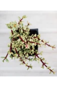 Para Ağacı Yeşim - Portulacaria Afra Variegata - 1