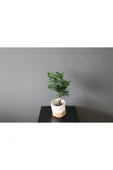 Ficus Ginseng Bonsai Ev Ofis Bitkisi thumbnail 1
