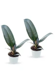 Ficus Elastica Robusta - Set 2 Adet Kauçuk Çiçeği Mini - Ev Ofis Salon Iç Mekan Bitkisi - Baby - 1