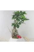 Ficus Ginseng Bonsai & Beyaz Geometrik Beton Saksıda Hediyelik Canlı Çiçek thumbnail 3