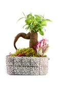 Mozaik Mini Ficus Bonsai thumbnail 2