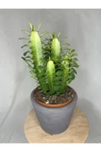 Euphorbia Trigona Green thumbnail 2