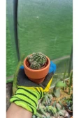 Taş saksı ile birlikte kaktüs Echinopsis Oxygona kaynana topuzu kaktüs thumbnail 5