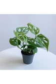 Monstera Adansonii - Deve Tabanı Bitkisi (mini) - 1