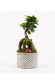 Babil Gb Saksıda Ficus Gienseng Bonsai thumbnail 1