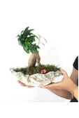 Ficus Ginseng Bonsai & Gri Roda Beton Saksıda Hediyelik Canlı thumbnail 2