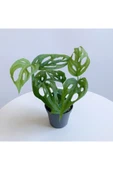 Monstera Adansonii - Deve Tabanı Bitkisi (mini) - 2