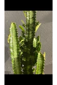 Euphorbia Trigona Green thumbnail 3