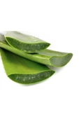 Aloevera Bitkisi 30 Cm Ev Bitkisi Ofis Bitkisi Salon Bitkisi thumbnail 2